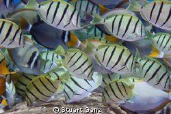 School of Convict Tangs. by Stuart Ganz 